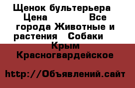 Щенок бультерьера › Цена ­ 35 000 - Все города Животные и растения » Собаки   . Крым,Красногвардейское